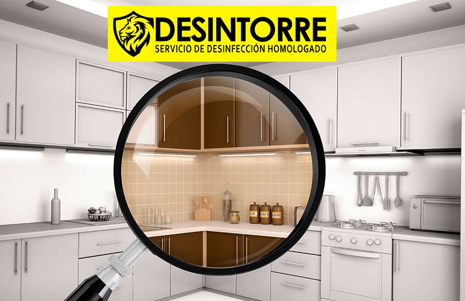 Eliminación de plagas domésticas ¿Qué insectos habitan las casas? por DESINTORRE