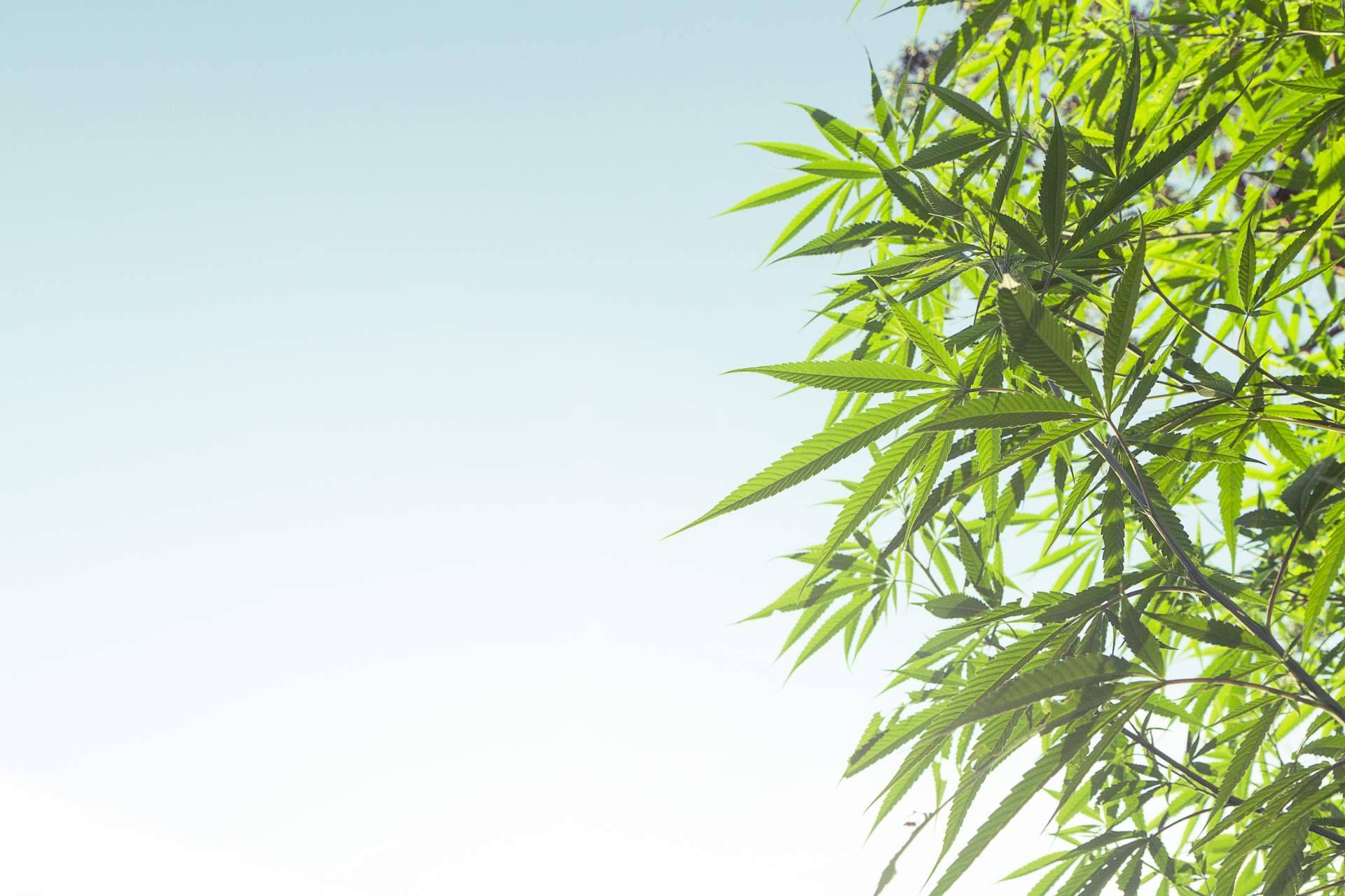 Grow shop, un negocio de franquicias al alza que seguirá creciendo en 2022