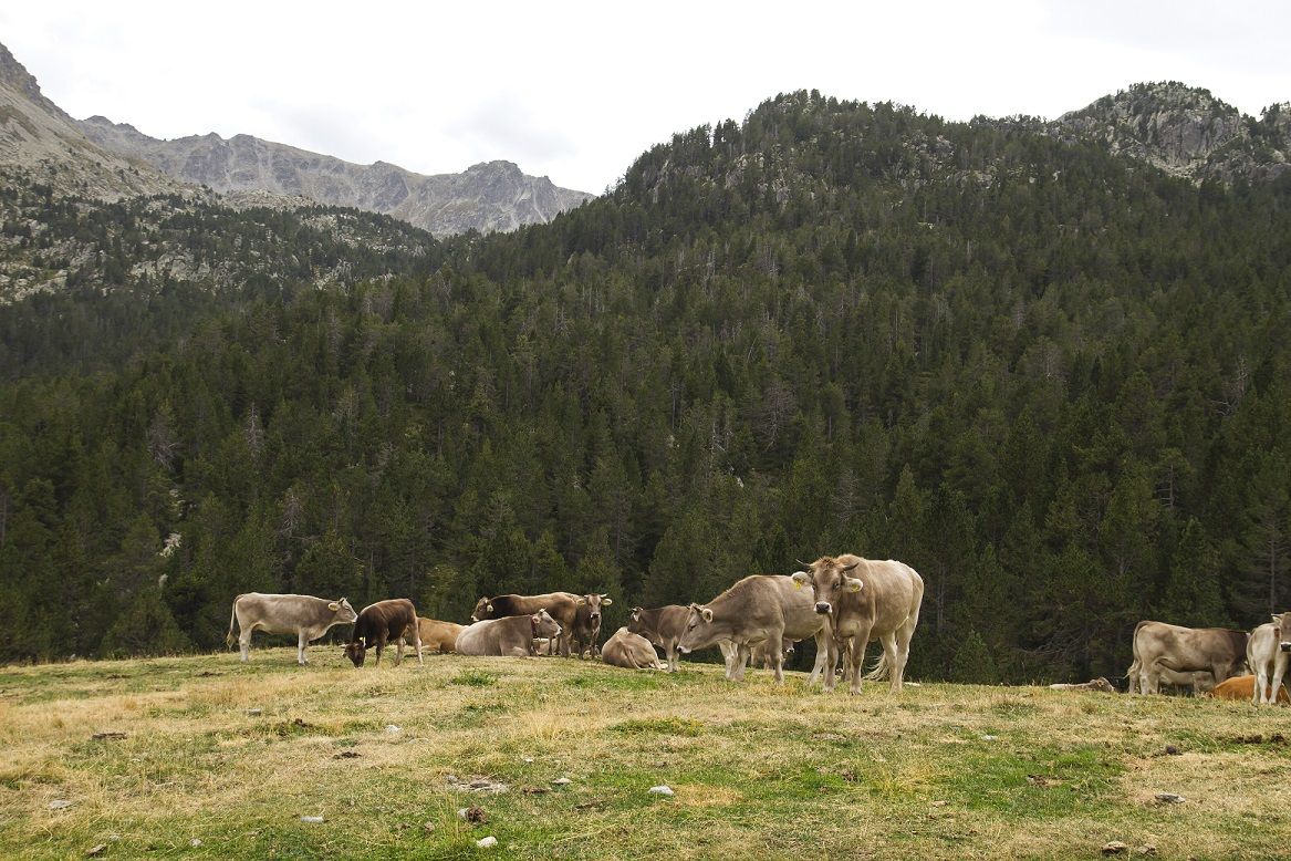 Las vacas ‘bombero’ impedirán que miles de hectáreas sean pasto de las llamas este verano