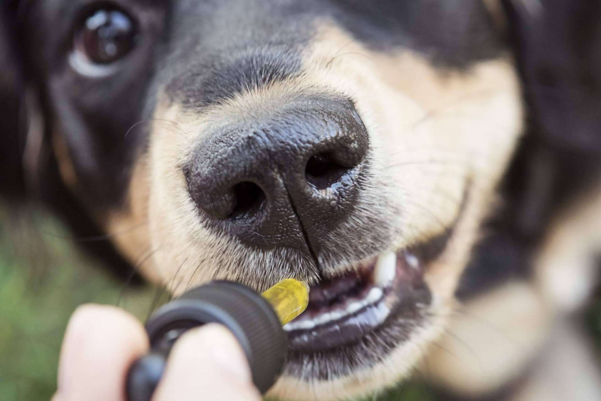 ¿Cuáles son los beneficios CBD en mascotas?, por Enecta