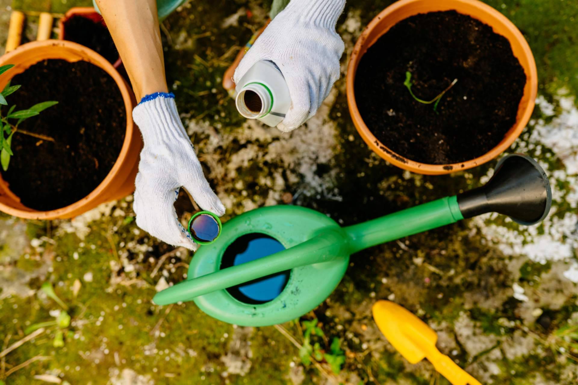 ¿Cuáles son los mejores abonos para plantas?