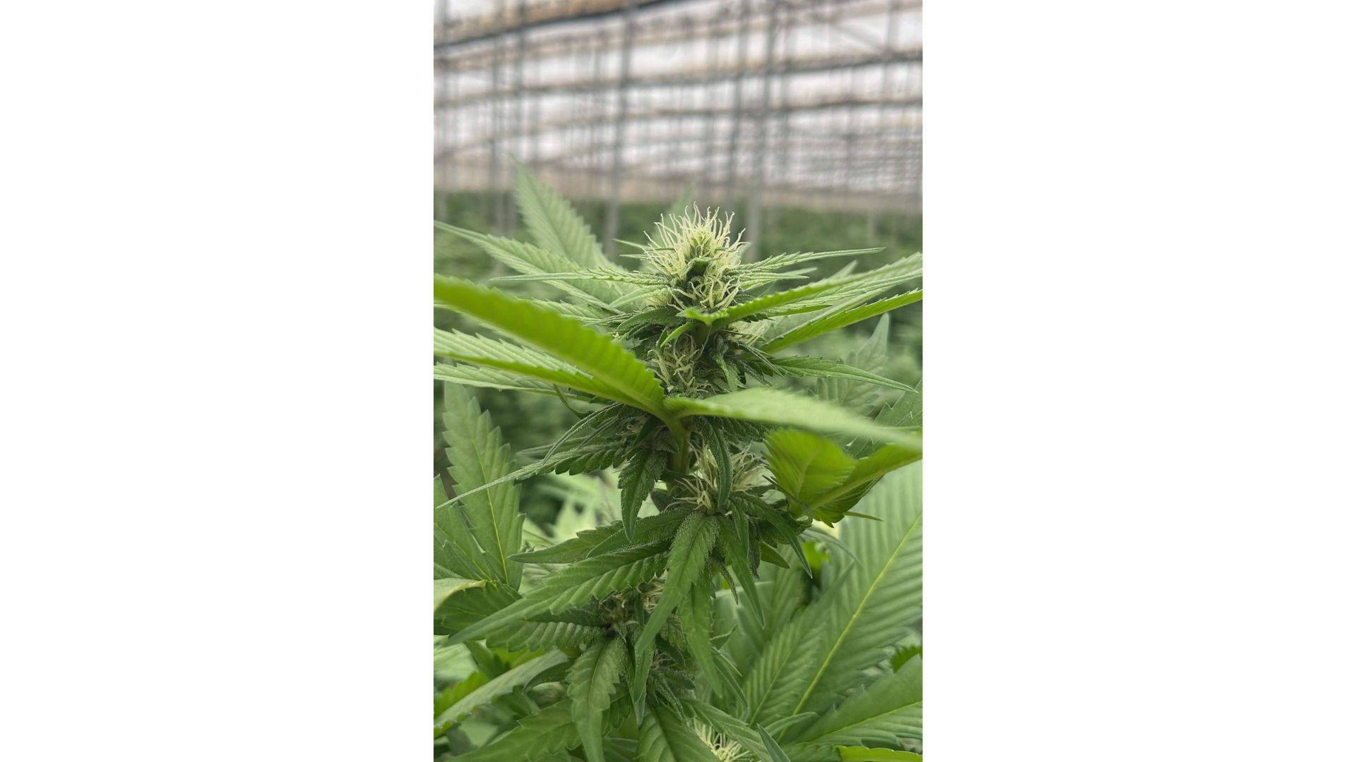 De qué manera cultivar cáñamo y obtener CBD de manera sostenible, según Iberian CBD