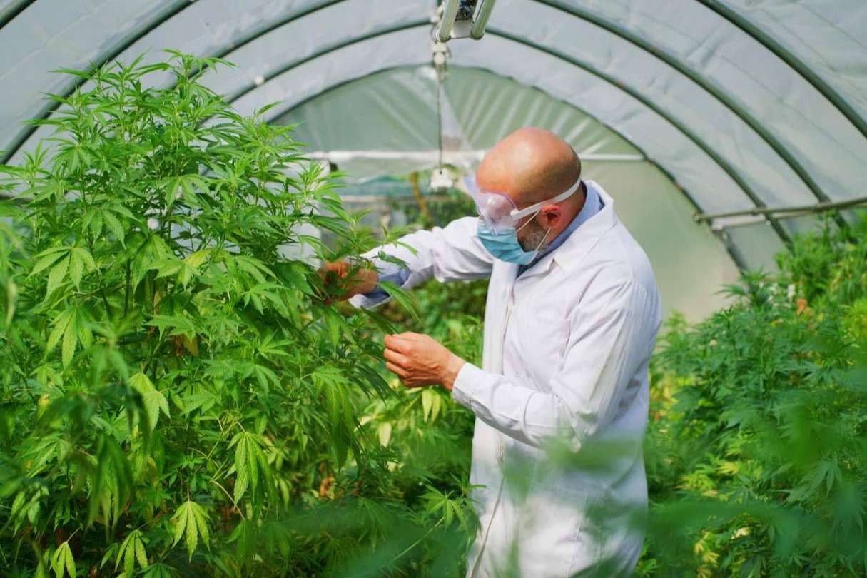 Iberian CBD expone las principales diferencias entre el cáñamo industrial y la marihuana