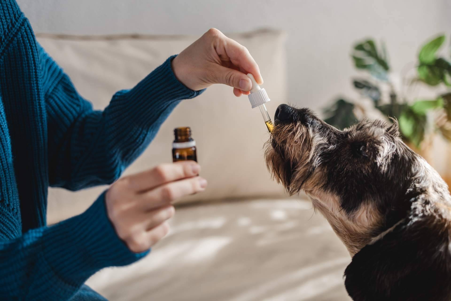 ¿Qué beneficios aporta El CBD a las mascotas?, explicado por The Hemp Ground